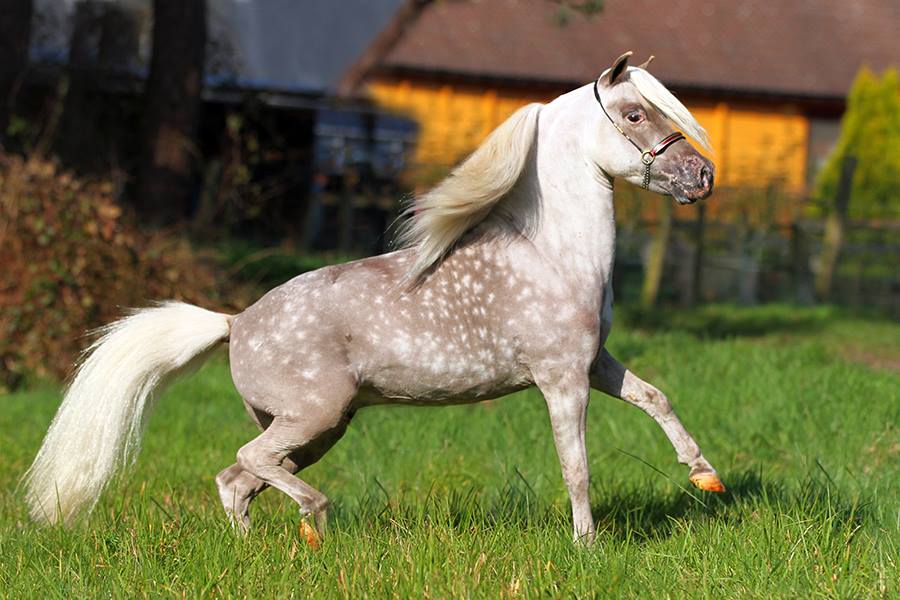 Mini Horses Edelweiss